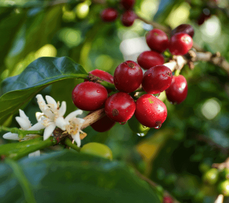 Cafe de Villa Rica Peru